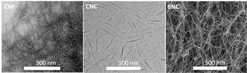 Rasterelektronenmikroskopische Aufnahme der Strukturen von Cellulose Nanofasern Cellulose nanokristallen und bakterieller nanocellulose