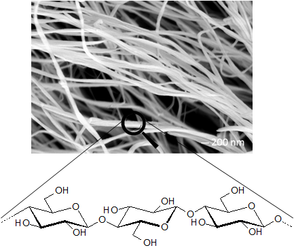 bnc nature polymer